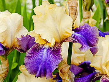 Iris Germanica 'Ballyhoo' Obtenteur : Keppel 1970