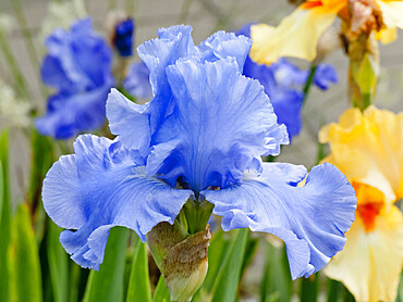 Iris Germanica 'Rapture in Blue' Obtenteur : Schreiner 1990