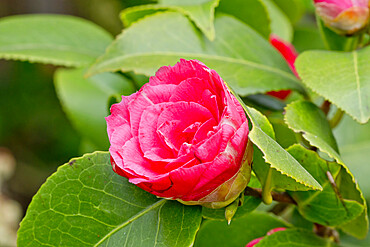 Camellia 'La Pace Rubra' in bloom in a garden *** Local Caption *** (ITA) 1893