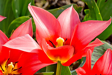 Greig tulip 'Toronto' in bloom in a garden