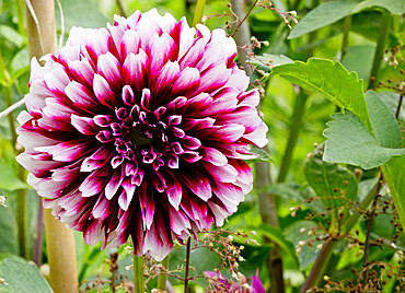 Dahlia 'Edimbourg' in bloom in a garden *** Local Caption *** Reg. : Dobbie (GBR) 1950