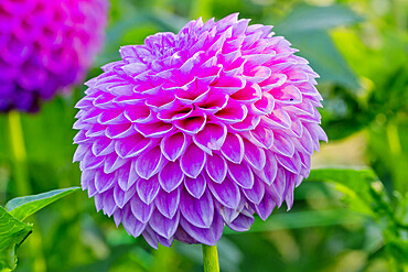 Dahlia 'Loretta' in bloom in a garden *** Local Caption *** Reg. : Geerlings (NDL) 1996