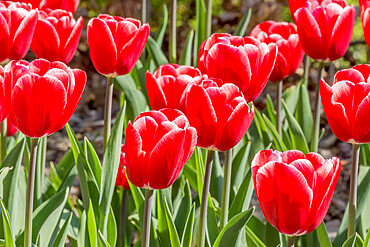 Tulip 'Big Chief' in bloom in a garden