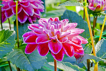 Dahlia 'Fancy' in bloom in a garden *** Local Caption *** Reg. : Largant (FRA) 2001