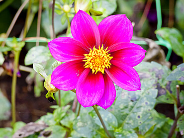 Dahlia 'Annabelle' in bloom in a garden *** Local Caption *** Reg. : Delbard (FRA) 2010