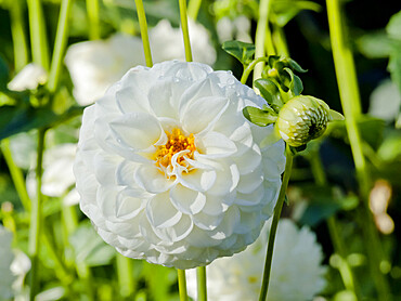 Dahlia 'White Aster' in bloom in a garden *** Local Caption *** Reg. : Doobie (GBR) 1879