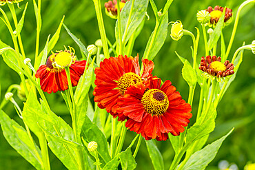 Helenium 'Rubinzweig'