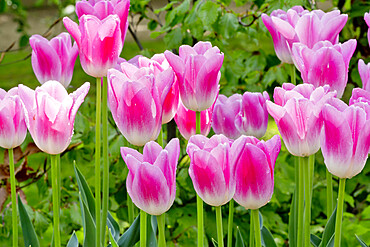 Tulip 'Christmas Dream' in bloom in a garden