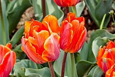 Tulip 'Hermitage' in bloom in a garden