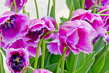 Tulips 'Traveler' in bloom in a garden