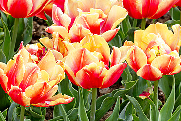 Tulip 'Allegretto' in bloom in a garden