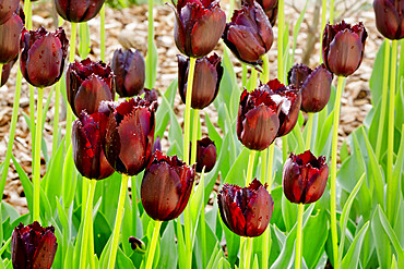 Tulip 'Cuban Night' in bloom in a garden