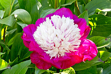 Peony 'White Cap' in bloom in a garden *** Local Caption *** Breeder : Winchell (USA) 1956