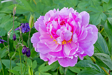 Peony 'Gilbert Barthelot' in bloom in a garden *** Local Caption *** Breeder : Doriat 1931