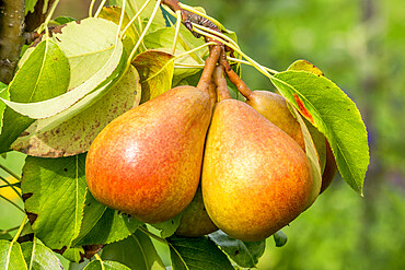 Pyrus communis 'Directeur Hardy de Provence'