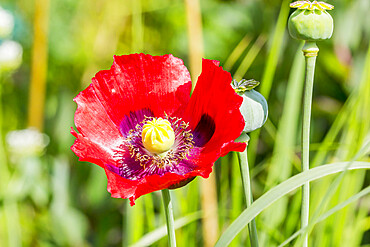 Papaver somniferum 'Le Geant'