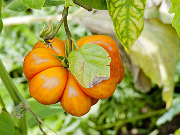 Tomate du Voyageur (Solanum lycopersicum)