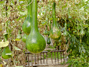 Tunnel aux gourdes, le Potager extraordinaire, La Mothe-Achard, Vendee, France