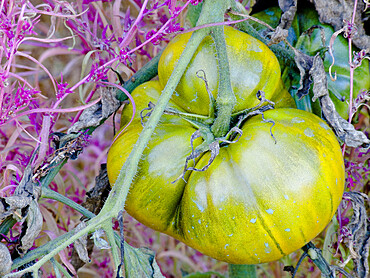 Tomate 'Ananas Verte'