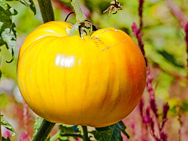 Tomate 'Mammoth German Girl'