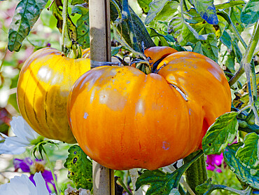 Tomate 'Orange Strawberry'