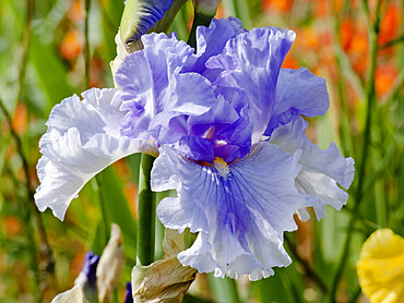 Iris Germanica 'Timescape' Breeder : B. Hager 1989