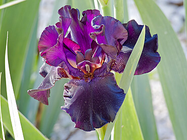 Iris Germanica 'Black is Black' Breeder : Schreiner 2010