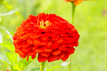 Zinnia elegans 'Golden State'