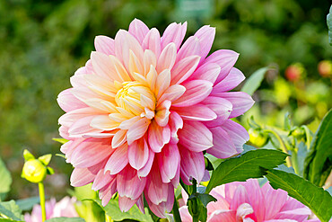 Dahlia 'Bel Amour' in bloom in a garden *** Local Caption *** Obtenteur : Turc (FRA) 2008