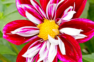 Dahlia 'La Cierva' in bloom in a garden *** Local Caption *** Reg. : Entrup (GER) 1939