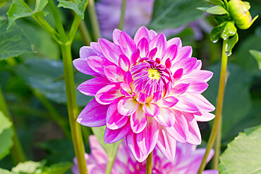 Dahlia 'Sweetie' in bloom in a garden *** Local Caption *** Reg. : Turc (FRA)