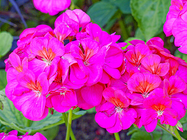 Pelargonium 'Maverick Violet' in bloom in a garden