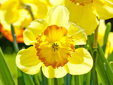 Narcissus 'Delibes'