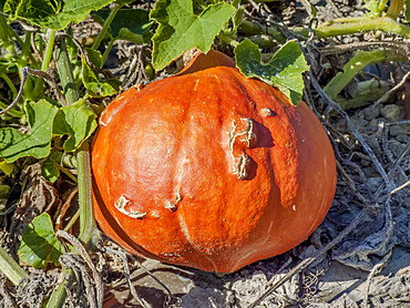 Cucurbita maxima 'Red October'