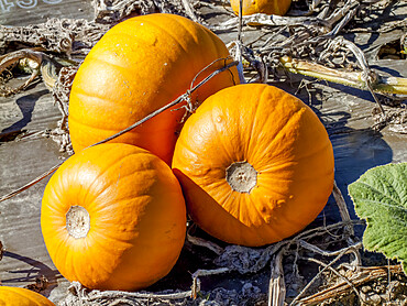 Cucurbita maxima 'Baby Bear'