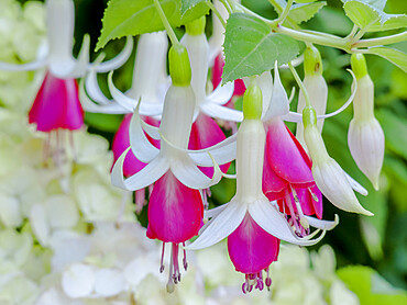 Fuchsia 'Petite Pinede'