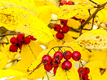 Crataegus sorbifolia