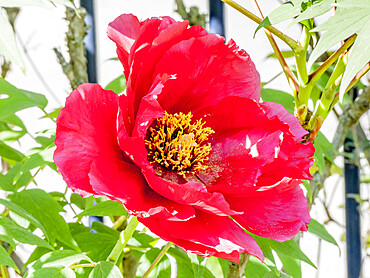 Peony 'Higurashi' in bloom in a garden *** Local Caption *** Japan 1929