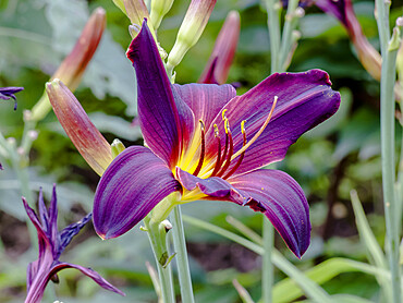 Hemerocalle 'Brasstown' in bloom in a garden