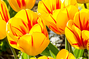 Tulip 'Olympic Flame' in bloom in a garden