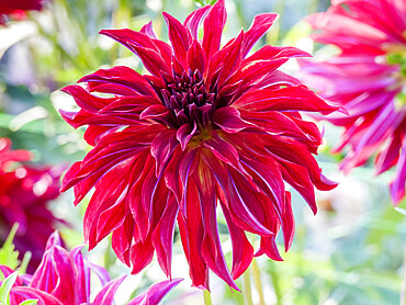 Dahlia 'Bangkok' var. deldacui in bloom in a garden *** Local Caption *** Breeder : Delbard (FRA) 2005