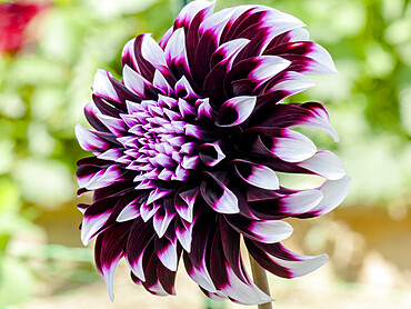 Dahlia 'Contraste' Chevalier (FRA) 1947