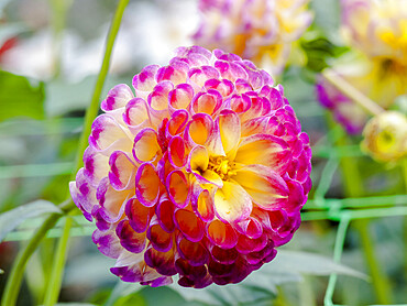 Dahlia 'Hapet Vino' in bloom in a garden *** Local Caption *** Halshofer (AUT) 2007