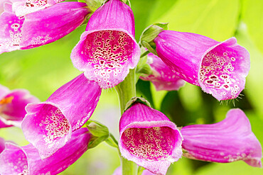 Digitalis purpurea Hybrides Excelsior