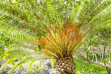 Phoenix canariensis