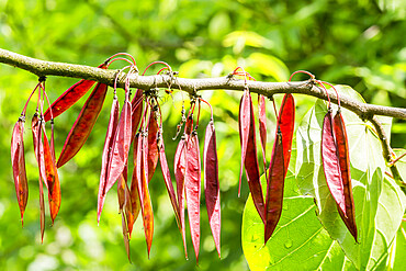 Cercis chinensis