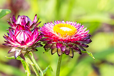 Helichrysum bracteata 'Flore Pleno Rose'