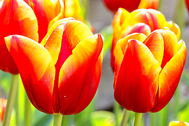 Tulip 'Ice Lolly' in bloom in a garden