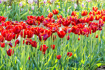 Tulip 'Abra' in bloom in a garden