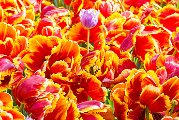 Tulip 'Bright Parrot' in bloom in a garden